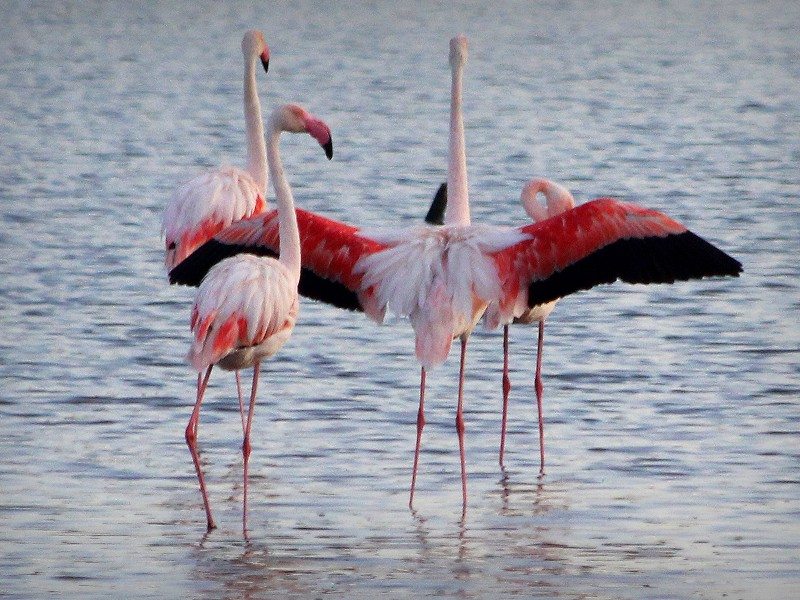 Flamingoes Hyères